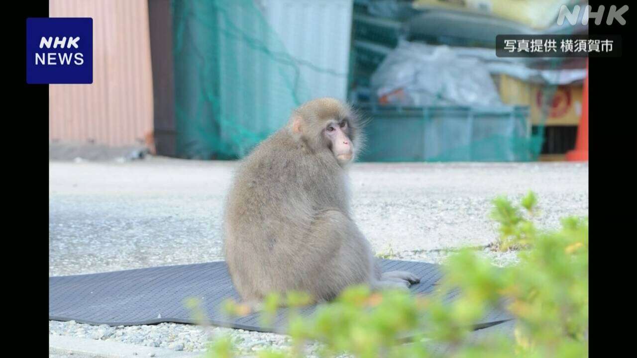 神奈川 三浦半島で目撃が相次ぐサル 体の特徴などから同一か