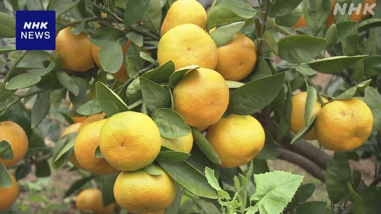 愛媛 6年前の豪雨被害のあと植えたみかんの苗木 成長し初収穫