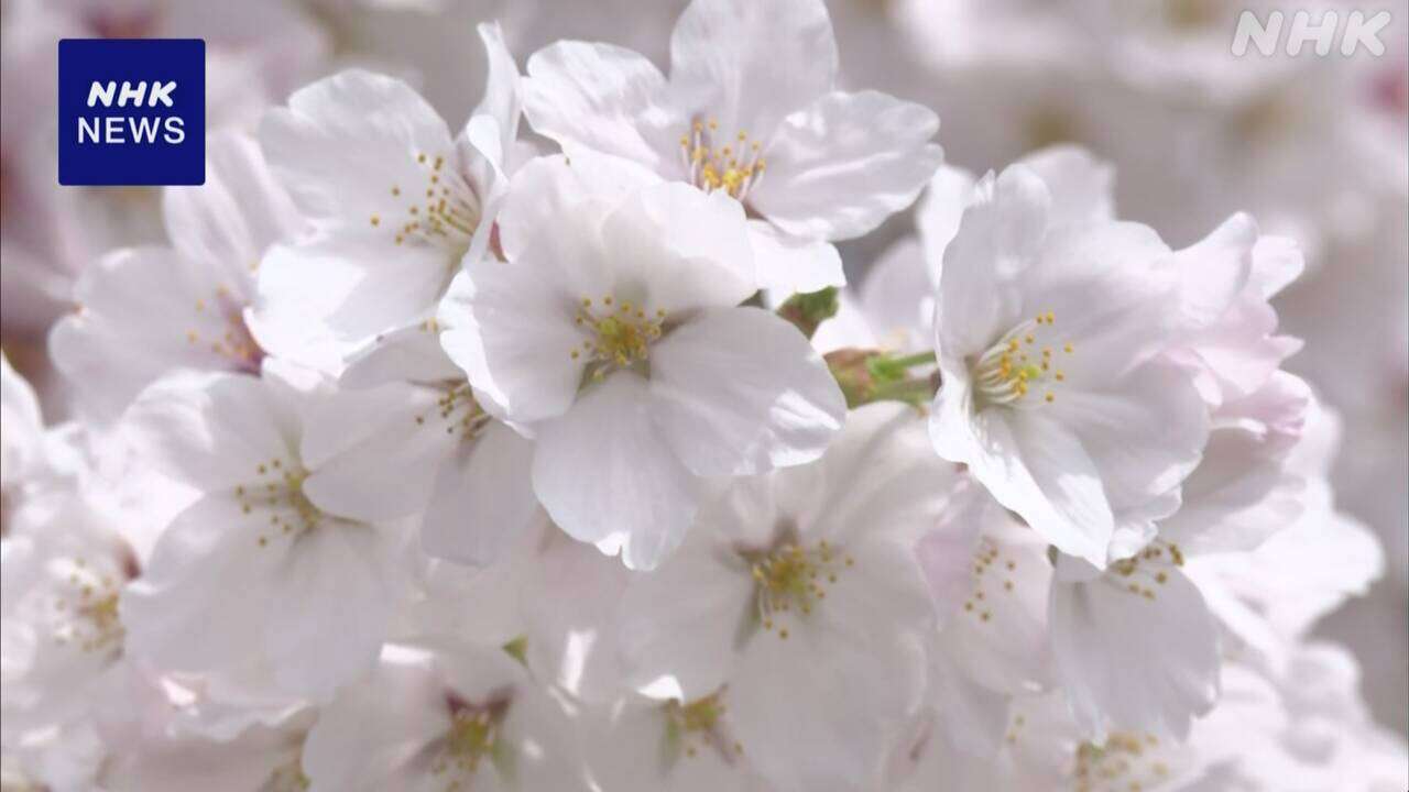 岡山 津山 鶴山公園で桜が満開 大勢の花見客でにぎわう