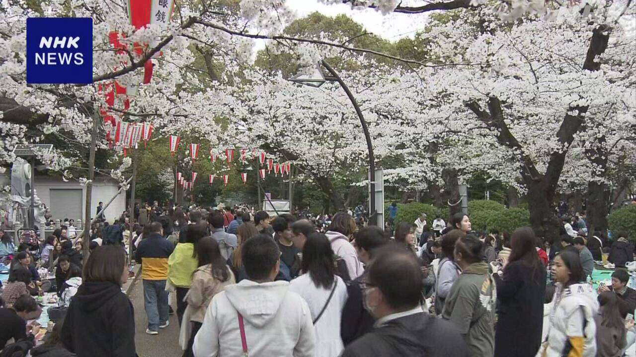 東京 上野公園 サクラ満開発表から初の週末 花見客でにぎわう