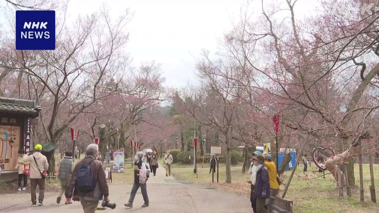 “天下第一の桜”  高遠城址公園で桜が開花 長野 伊那