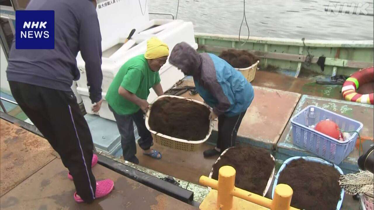 輪島で海女の素もぐり漁再開 降起した海底の掘り下げ工事進み