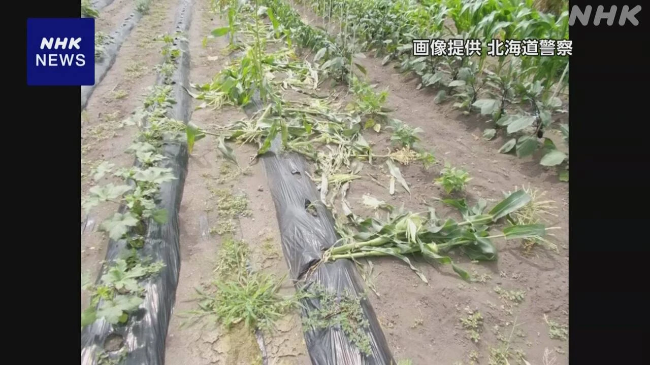 北海道 上ノ国町 ヒグマとみられる住宅や畑の被害相次ぐ