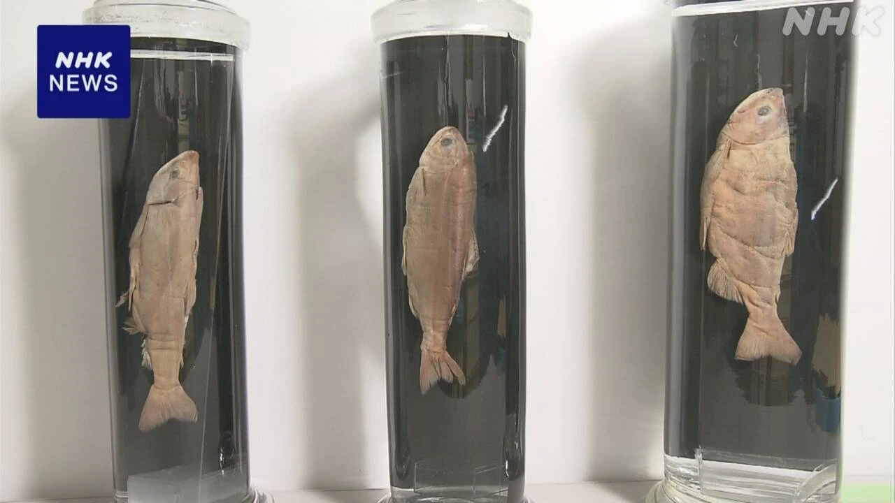 淡水魚「クニマス」田沢湖産の標本3体見つかる 東京大学