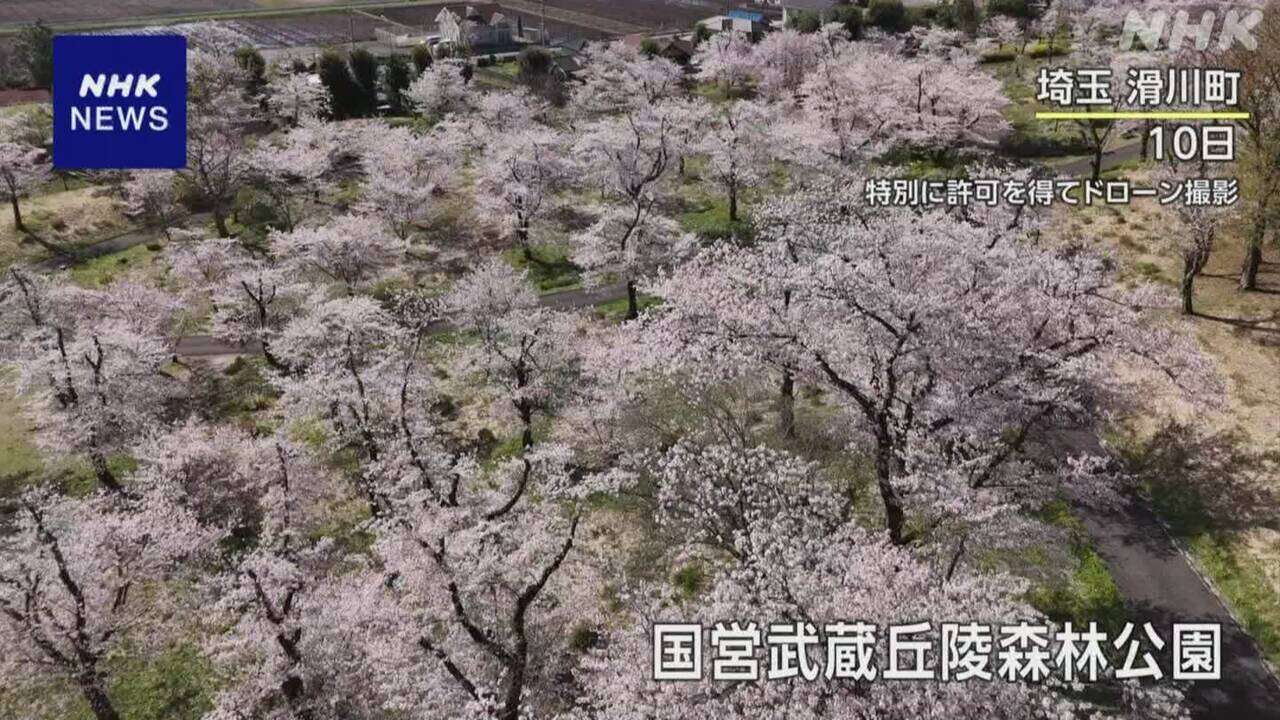 400本の桜 埼玉 国営武蔵丘陵森林公園【ドローン撮影】