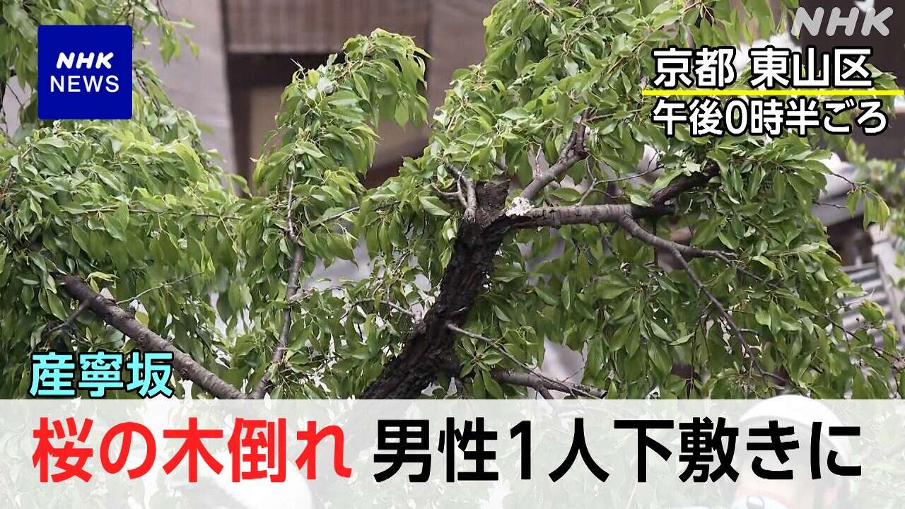 【速報 動画】京都 産寧坂で桜の木倒れ 男性1人が下敷き