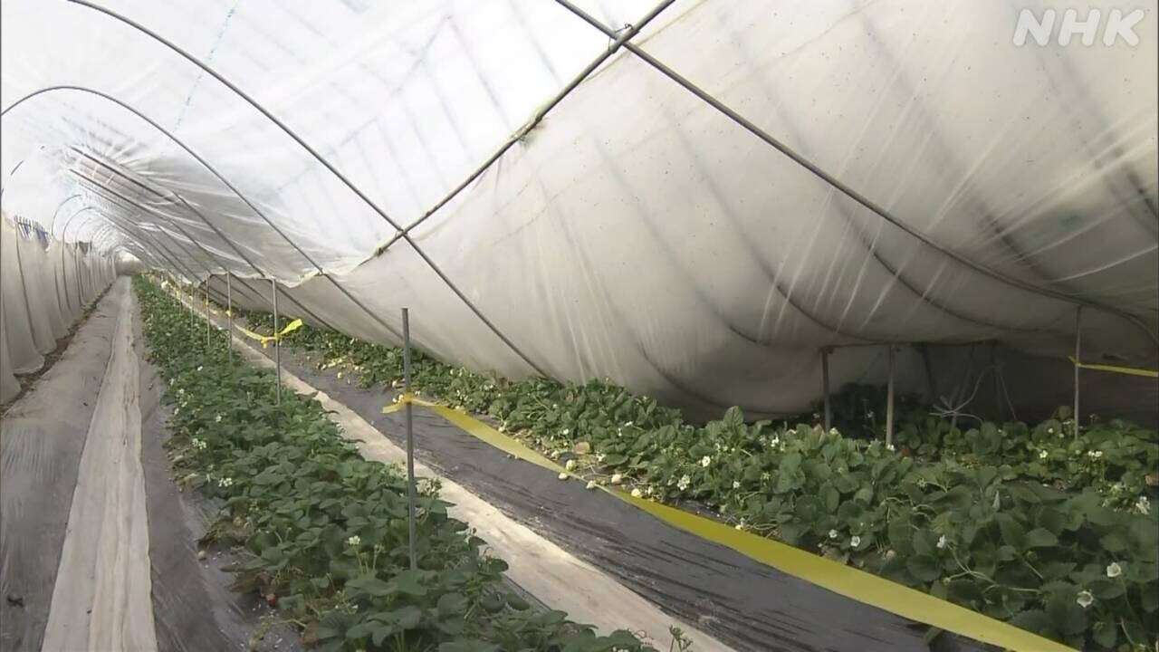 雪の重みでイチゴのハウスが…記録的大雪 各地で影響続く