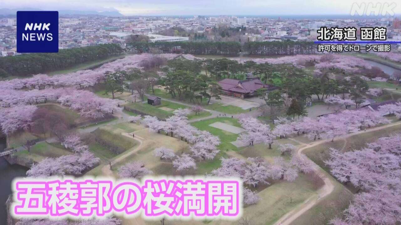 【動画】桜満開 北海道 函館 五稜郭公園 市民や観光客にぎわう