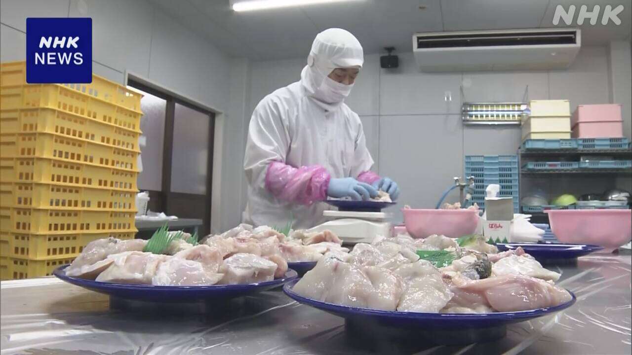 山口 下関 年末年始用のフグ宅配セット 出荷作業がピーク