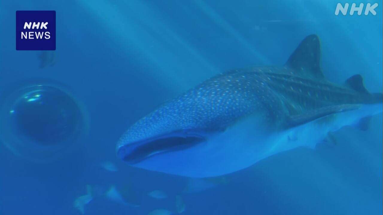 能登半島地震で被災の水族館 新たなジンベエザメの展示始まる