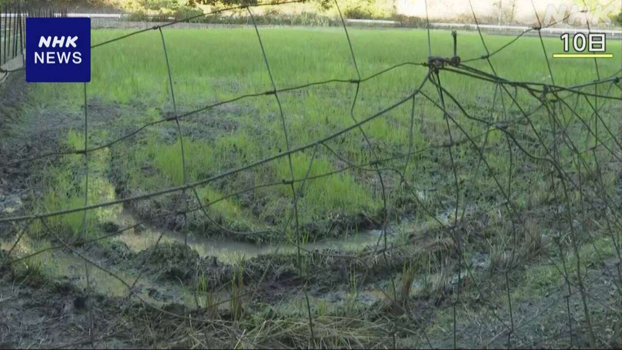 京都 福知山で死亡の男性 シカの角が胸に刺さって死亡か