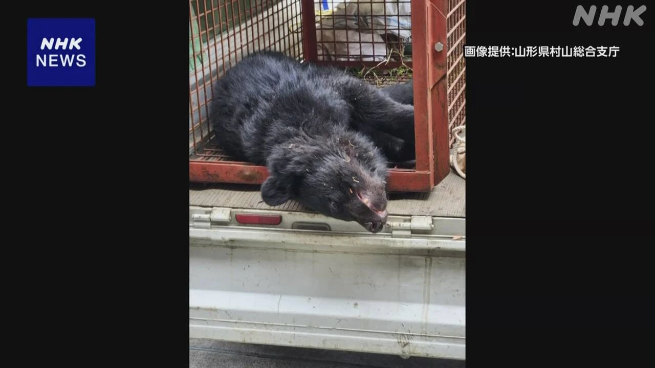 山形 上山 住宅の庭にクマ 2時間余とどまり捕獲 けが人なし