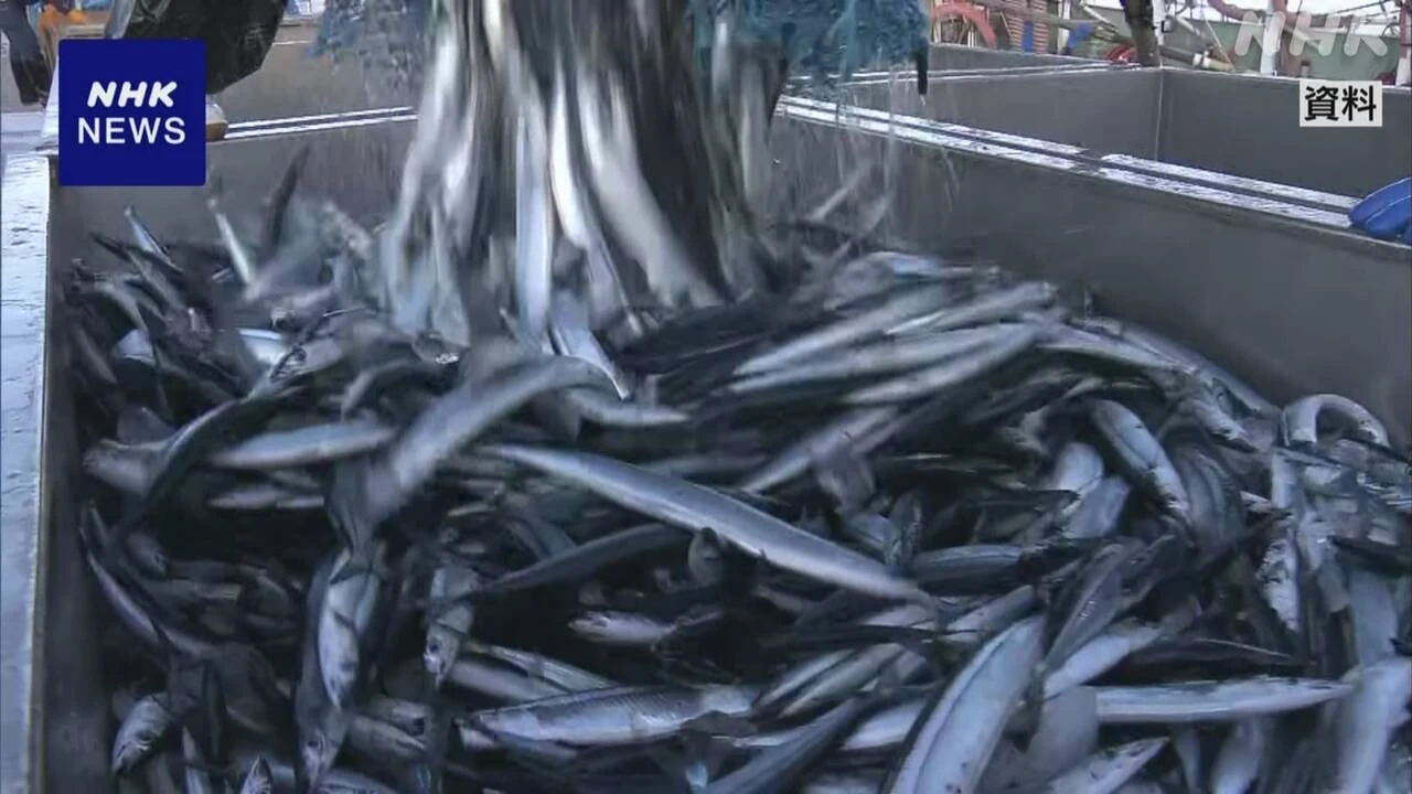 サンマ 漁獲量上限 去年より13％少ない9万5000トン余に設定