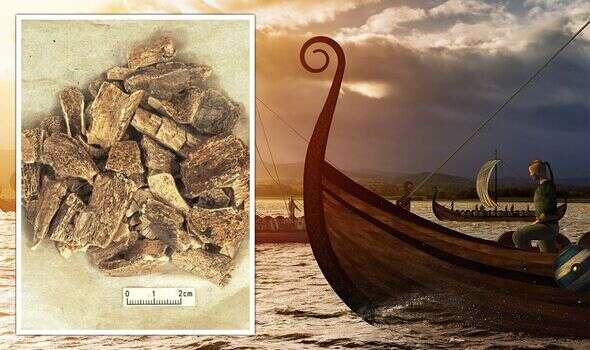 Vikings transported dogs and horses across the North Sea when raiding Britain, study finds