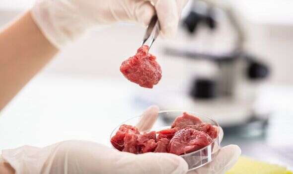 Lab-grown meat about to get tastier with cultured fat to make 'taste like real thing'