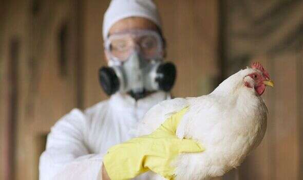 UK's plan to vaccinate chickens against bird flu as risk to humans 'monitored weekly'