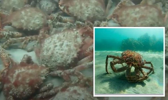 Cornwall: Thousands of crabs gather on coast in rare event: 'Never seen anything like it!'