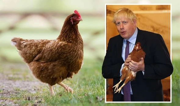 Brexit Britain to outflank bird flu as EU red tape slashed to create chicken immunity