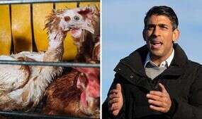 ‘Horrendous‘ footage of Yorkshire caged hen farm draws ‘fury’ at Government inaction