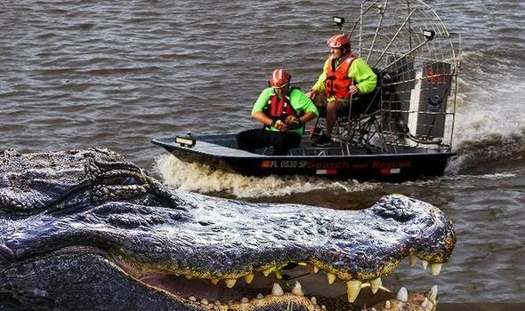 Hurricane Ida: Louisiana warned alligators lurking in floodwater as man's arm bitten off