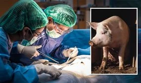 US surgeons successfully transplant pig kidney to human: 'Worked immediately!'