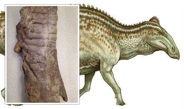 Mummified dinosaur with skin intact after 67 million years leads to hopes of further finds