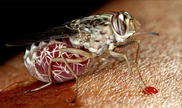 Disease outbreak warning as 70m under threat from fatal parasitic illness in Africa