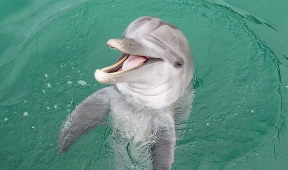 Scientists astounded after dolphins living off coast of Wales develop ‘Welsh accent'