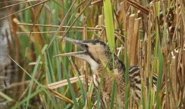 Britain’s ‘loudest bird’ booms back from brink of disappearance after decades of decline