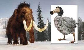 DNA editing to bring ancient beasts back to life – including mammoth and dodo