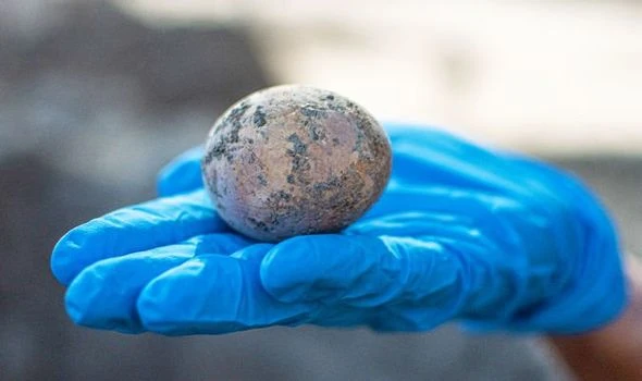 Egg-cellent: Archaeologists unearth intact 1,000-year-old egg - and crack it by accident