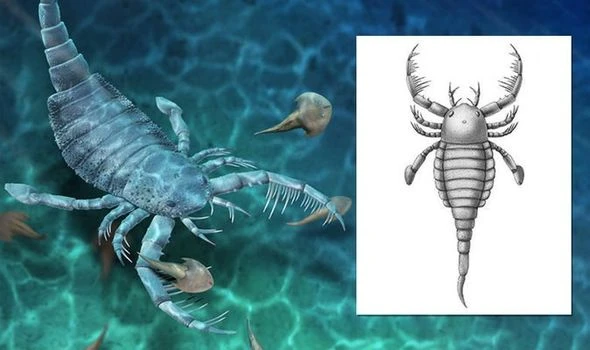 Scientists in China stunned after finding 'bizarre' dog-size scorpion with 'sharp weapon'