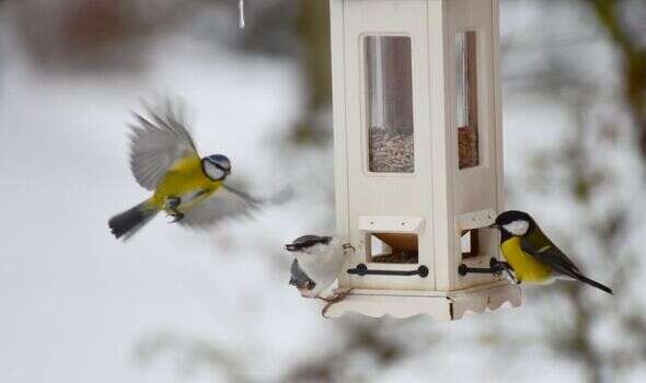 Putting food out for small birds helps them fight wintertime infections