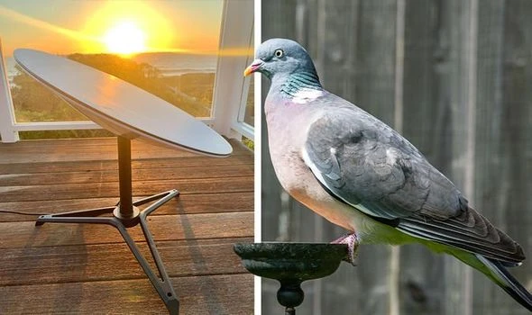 Elon Musk's Starlink faces outage in UK as pigeons mistake satellite dishes for bird baths