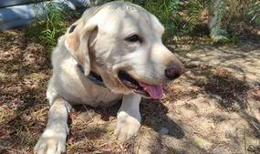 Brave Labrador saves owner from rattlesnake in heroic near-fatal fight
