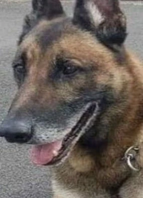 Family mourn tragic death of brave police dog killed in action- ‘He died a hero’