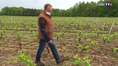 Gel des cultures : un mois après, experts et assureurs sur le terrain