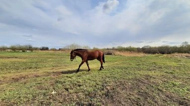 Yonne : un cheval rue sur une classe de maternelle, trois enfants de 3 et 4 ans gravement blessés