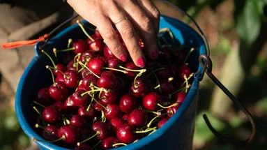 Pêches, cerises, abricots... L'épisode de gel fait flamber les prix