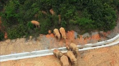 Chine : les éléphants en vadrouille attendent un retardataire