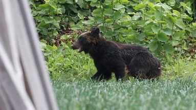 Japon : un ours brun abattu après avoir blessé quatre personnes