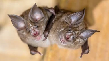 Chine : un coronavirus très proche du Covid-19 identifié chez des chauves-souris