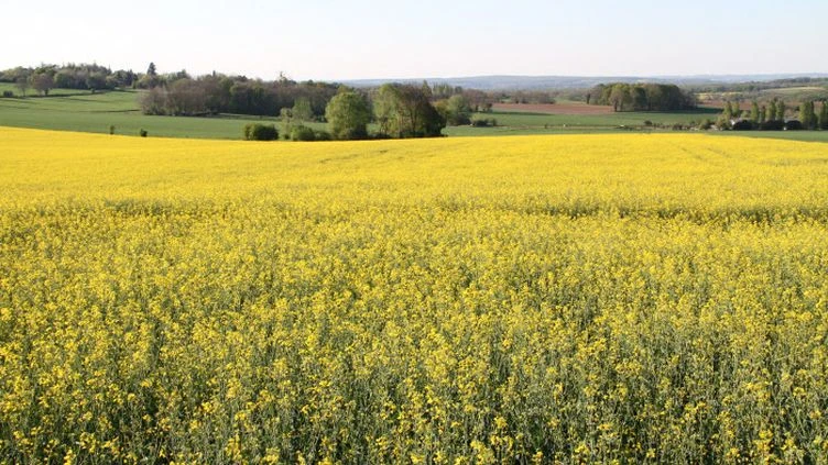 Nouveau plan abeilles : 