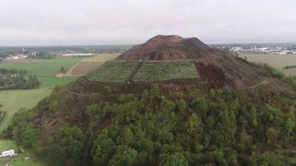 Pas-de-Calais : un terril converti en vignoble unique au monde