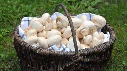 franceinfo junior. Pourquoi certains champignons sont menacés de disparition ?