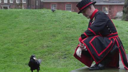 Royaume-Uni : le maître des corbeaux de la Tour de Londres, garant d'une tradition médiévale