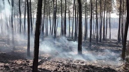 Incendie dans le Maine-et-Loire : 100 hectares sont partis en fumée