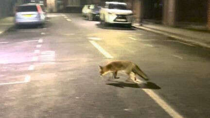 Royaume-Uni : quand les renards s'installent à Londres