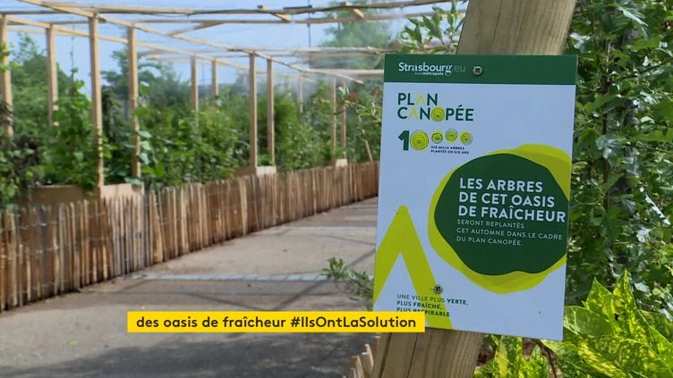 À Strasbourg, des oasis de fraîcheur sur les places pauvres en végétaux
