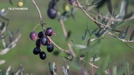 Crise du vin : première récolte d'olives dans un vignoble du Bordelais